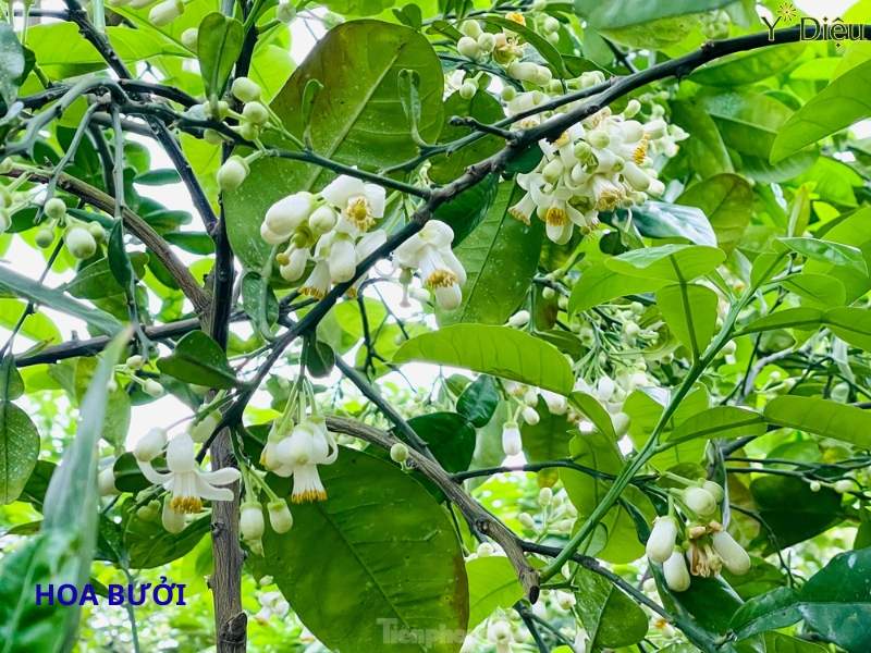 Hoa bưởi cho mùi thơ tự nhiên và nhiều dưỡng chất tốt cho tóc